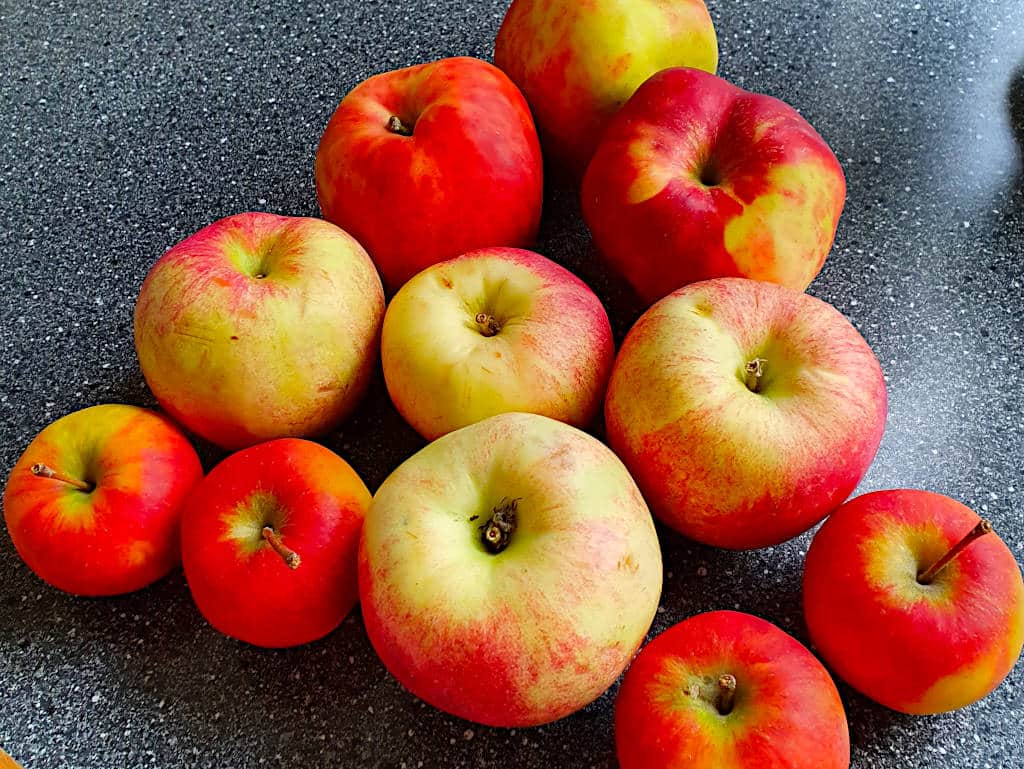 Noen norske epler, forskjellig sorter og størrelser